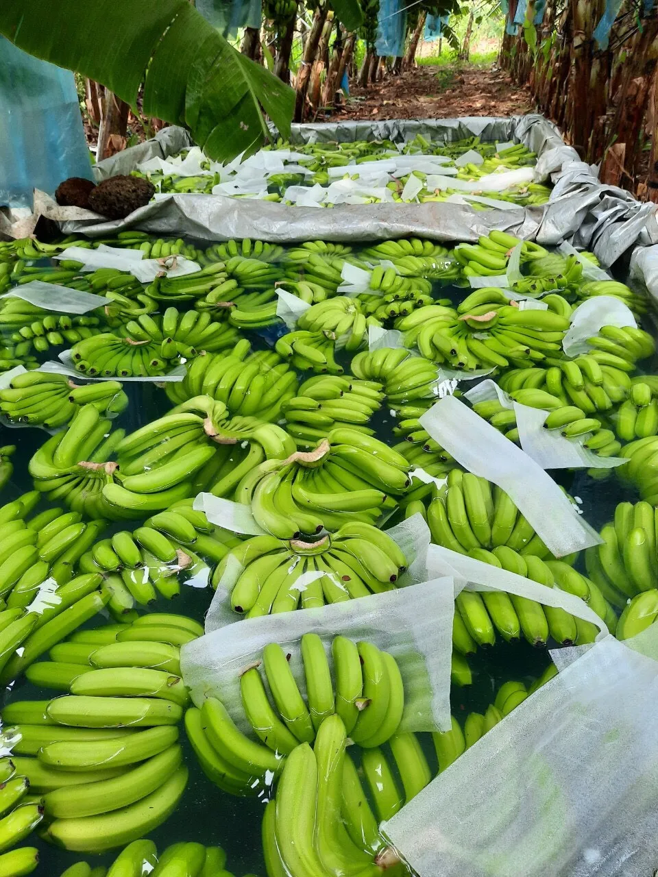 Cavendish Banana exporter from India