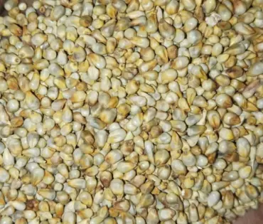 Green Millet